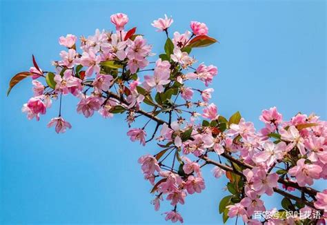 海棠花 象徵|海棠花（海棠花语及象征意义解读）